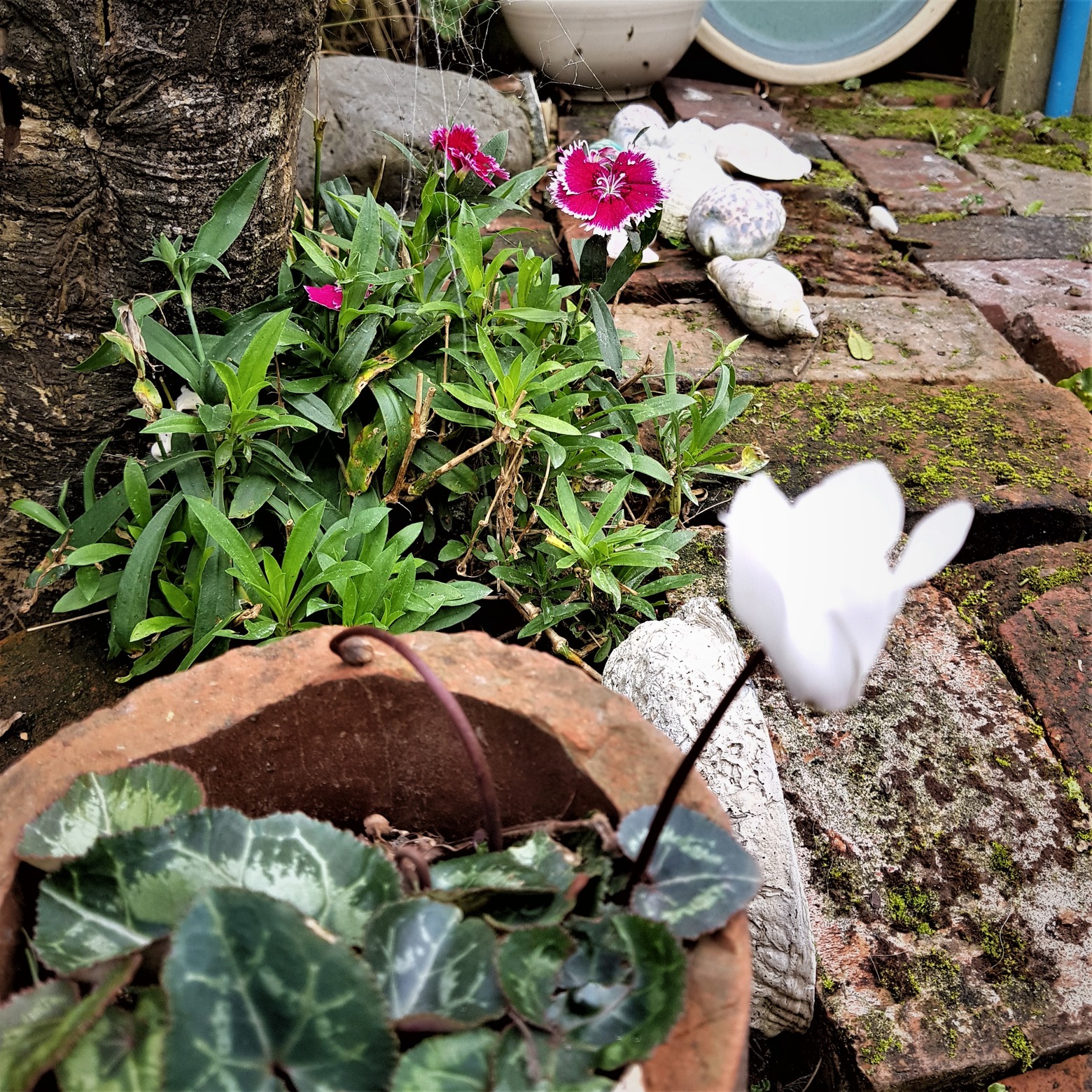 Loving the garden Cookie