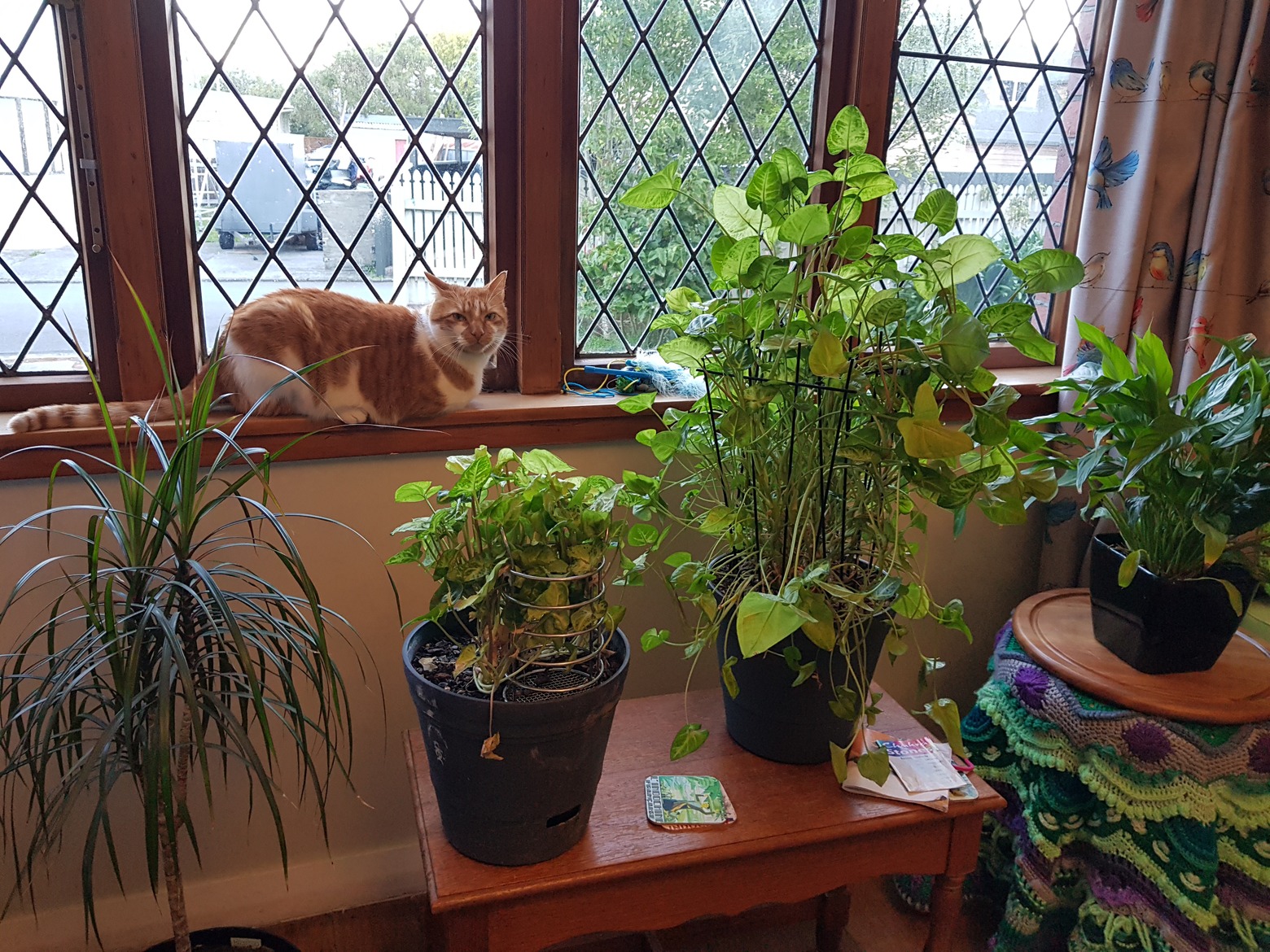 My beautiful ginger tom Cookie